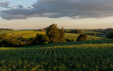 Landscape of soybean fields in Rio Grande do Sul, Brazil