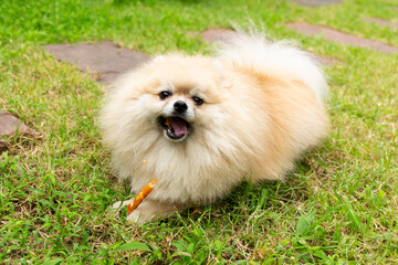 Pomeranian Dog Chewing a Bone on Green Grass Background. - 773261430