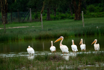 the great white pelican. shot in Lake Elementataita nakuru kenya. - obrazy, fototapety, plakaty