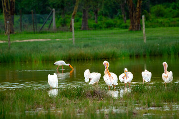 the great white pelican. shot in Lake Elementataita nakuru kenya.