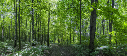 summer forest. beautiful landscape with deciduous forest and winding dirt road. - 773262028