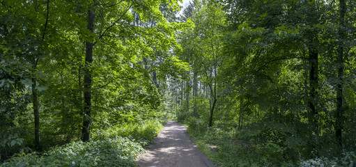 narrow dirt road through summer forest. trees with lush foliage lit by sunlight. - 773262224
