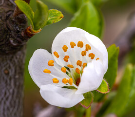 white flowers of a tree