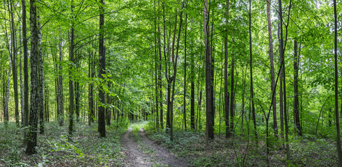 summer forest with green trees and path lit by soft sunlight. natural landscape. - 773262457