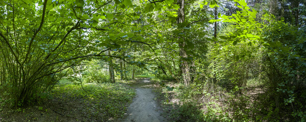 green natural arch over the footpath in the summer forest at sunny day. - 773263444