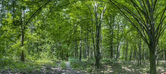 dirt road through a green summer beech forest illuminated by sunbeams. panorama. - 773263458