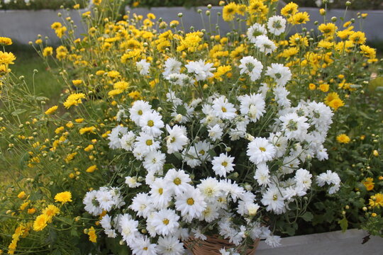 White and yellow chrysanthemum flowers