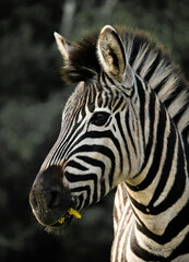 portrait of zebra