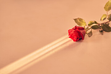 Beautiful red rose on a peach fuzz background on a narrow beam of sunlight. Background with copy...