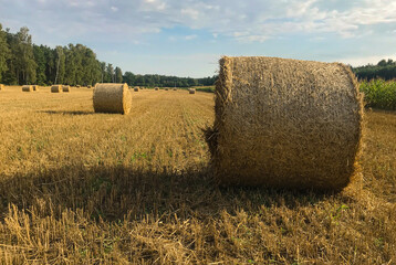 hay bales in the field