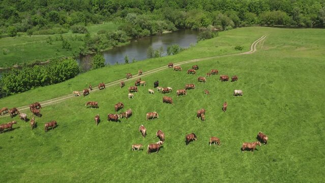 A herd of beautiful and large horses with manes are roaming on a green field near a river