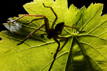 Huntsman spider, Olios argelasius, on a leaf, Platamona, sassari, Sardinia, Italy.