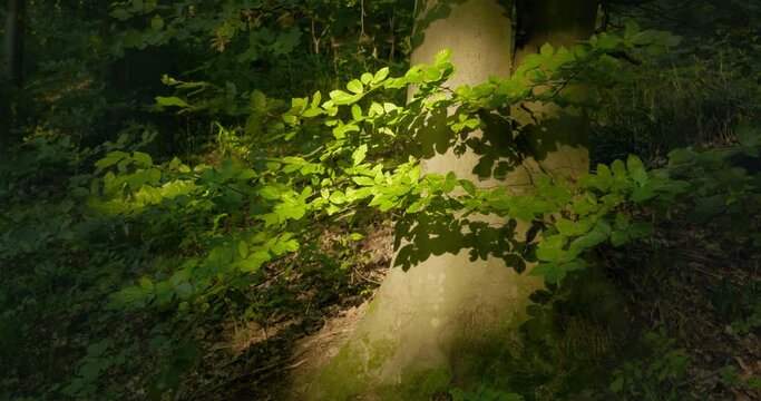 Patch of moody sunlight softly illuminating a majestic beech tree trunk in a forest
