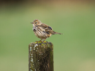 Wiesenpieper (Anthus pratensis)