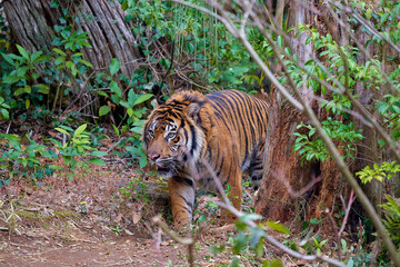 林道で出会った虎