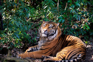 林道で出会った虎