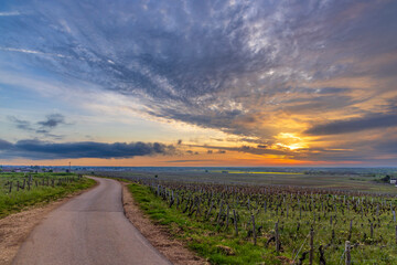 Typical vineyards near Clos de Vougeot, Cote de Nuits, Burgundy, France