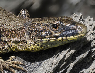 Mauereidechse (Podarcis muralis)