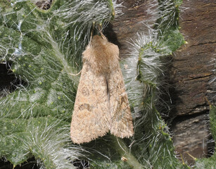 Rötliche Kätzcheneule.(Orthosia miniosa)