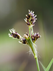 Feld-Hainsimse (Luzula campestris)