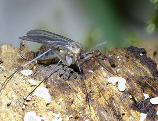 Pilzmücke (Mycetophilidae spec.)