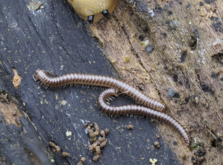 Gepunktete Schnurfüßer (Cylindroiulus punctatus