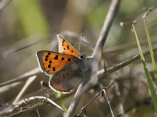 Kleiner Feuerfalter (Lycaena phlaeas)
