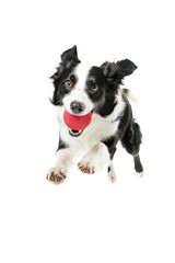 Border collie dog playing with ball isolated on transparent background