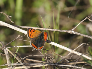 Kleiner Feuerfalter (Lycaena phlaeas)
