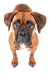 Obraz premium Boxer dog, top view, isolated on transparent background