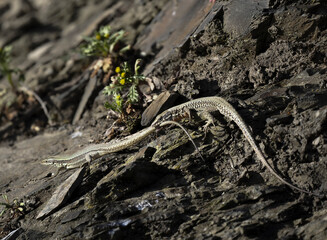 Mauereidechse (Podarcis muralis)