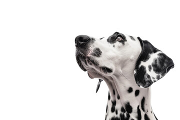 Confident Dalmatian dog isolated on transparent background