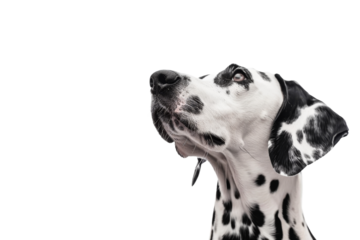 Confident Dalmatian dog isolated on transparent background