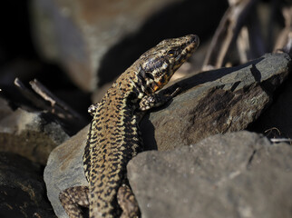 Mauereidechse (Podarcis muralis)