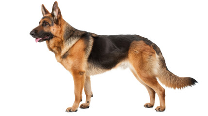 German shepherd dog standing isolated on transparent background