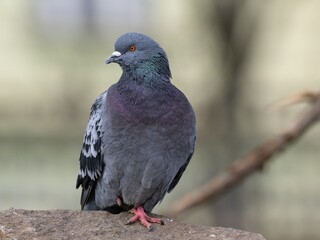 pigeon on a rock