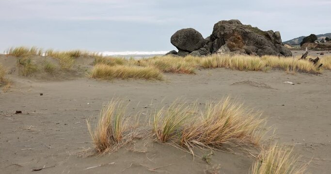 A rocky beach with a small patch of grass