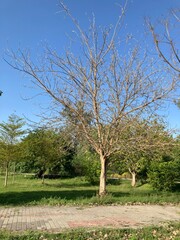 trees in the park