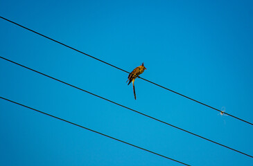 pássaro com penas longas e penacho na cabeça sobre um fio de energia - obrazy, fototapety, plakaty