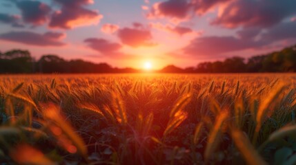   A field of grass with the sun setting in the middle