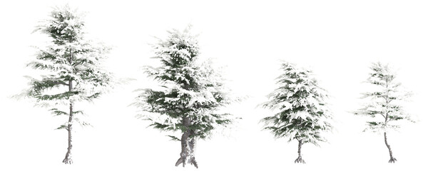 3d illustration of set Cedrus libani snow covered tree isolated on transparent background