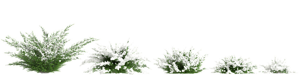 3d illustration of set Juniperus sabina snow covered tree isolated on transparent background