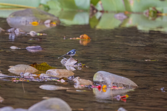 Slaty-backed forktail (Enicurus schistaceus) at Namdapha National Park, India