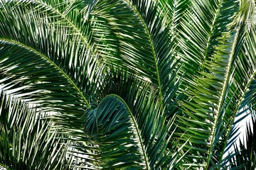 Background of green date palm tree leaves