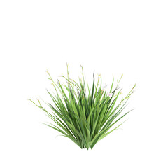 3d illustration of Dietes grandiflora bush isolated on transparent background