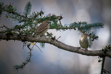 sparrows perching on a twig from a fir at a spring morning