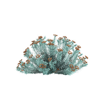 3d illustration of Euphorbia Blue Haze bush isolated on transparent background