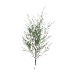 Fototapeta na wymiar 3d illustration of Casuarina equisetifolia tree isolated on transparent background