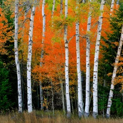 Foto op Plexiglas Aspen Birch Trees in Autumn Falls with White Trunks Foliage Forest © Lane Erickson