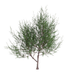 3d illustration of Casuarina equisetifolia tree isolated on transparent background